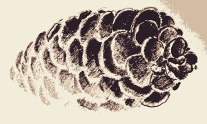 pine cone 1