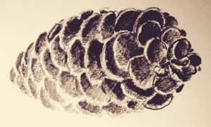 pine cone 2