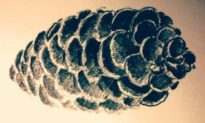 pine cone 3