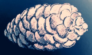 pine cone 6